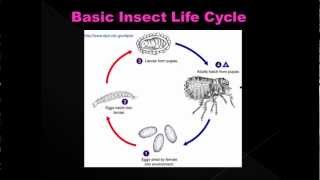 Estimating Post Mortem Interval part 5  Forensic Entomology [upl. by Ardnohsed469]