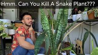 How to Care and Propagate Snake Plants  Sansevieria Whale Fin [upl. by Kirsten835]