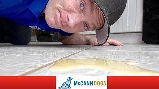 Puppy Potty Training The 4 Reasons It Isnt Working  Professional Dog Training Tips [upl. by Soloman514]