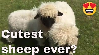 Swiss Valais Blacknose Sheep Worlds cutest sheep Moorparks Devon [upl. by Asselem]