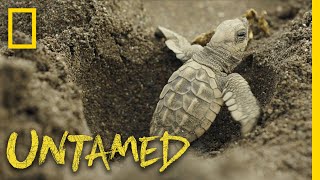 Surviving Sea Turtles  Untamed [upl. by Maltzman]