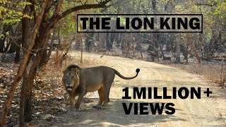 The Lion King  Gir National Park  Sasan Gir  Asiatic Lion  Discover Wild India [upl. by Fabron]