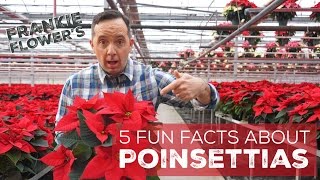 5 Fun Facts about Poinsettias [upl. by Marney239]