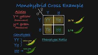 Monohybrid Cross Explained [upl. by Illil]