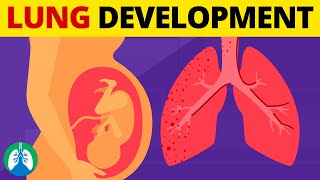 5 Stages of Fetal Lung Development  Quick Explanation [upl. by Eiramacissej]