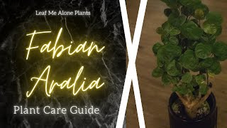 Fabian Aralia Stump Polyscias scutellaria Plant Care Guide  For Beginners [upl. by Oregolac981]