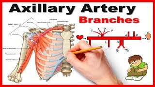 Axillary Artery Branches Mnemonic series  12 [upl. by Jadda]