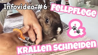 Kaninchen Krallen schneiden amp Fellpflege  Infovideo [upl. by Nyved504]