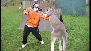 Kangaroo vs Human Kangaroo attacking [upl. by Yot917]