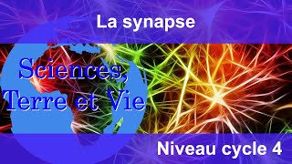 La synapse [upl. by Durwyn797]