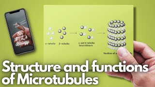 Microtubules Structure and functions [upl. by Zoltai435]