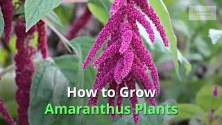 Amaranthus Growing Guide [upl. by Nytsyrk]