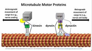 3252 Microtubule Motor Proteins [upl. by Adelaide]