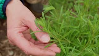 Cleavers Plant Identification – Herbal Walk Series [upl. by Nosak]