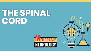 Spinal Cord Mnemonics Memorable Neurology Lecture 8 [upl. by Craggy]