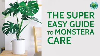 The Super Easy Guide to Monstera Care  Houseplant Resource Center [upl. by Graubert]