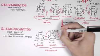 Biochemistry of Carbohydrates [upl. by Arela799]