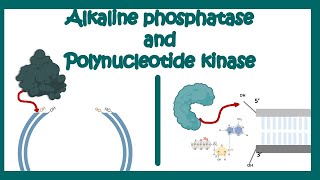 Alkaline Phosphatase  Poly nucleotide Kinase  use of AP and PNK in molecular biology end labeling [upl. by Bohman]