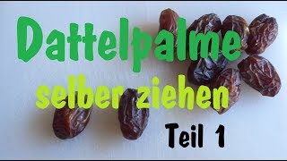 Dattelpalme selber ziehen Teil 1 [upl. by Nodnarg]