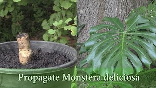 How to Grow Monstera deliciosa from Cuttings  Propagate Swiss Cheese Plant [upl. by Dauf461]