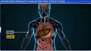 CBSE Class 11 Biology  Excretory Products and Their Elimination  Full Chapter  By Shiksha [upl. by Moraj]