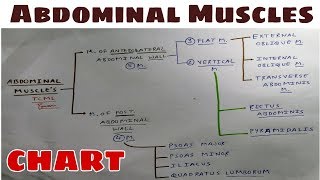 Abdominal Muscles  Part 1  Anterolateral amp Posterior Abdominal Wall  TCML [upl. by Aiyot510]