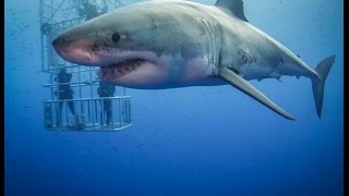 Guadalupe Great White Sharks HD video [upl. by Rianna336]