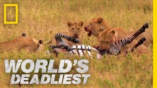 Lions vs Zebra  Worlds Deadliest [upl. by Alyl620]