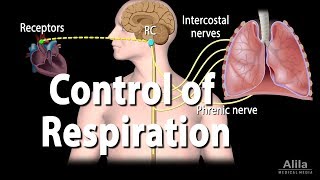 Control of Ventilation Animation [upl. by Luar]