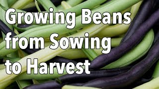 Growing Beans from Sowing to Harvest [upl. by Ijic]