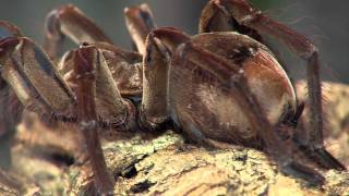 Goliath Tarantula  Cincinnati Zoo [upl. by Congdon]