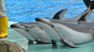 【ノーカット】イルカのパフォーマンスショー  名古屋港水族館【イルカが観客に水をかけます←５分４０秒】 [upl. by Ezzo766]