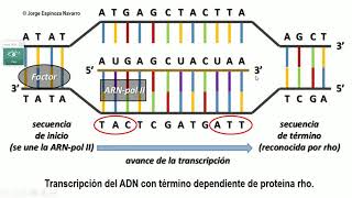 Transcripción y traducción del ADN [upl. by Tare]