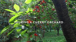 Touring a Michigan Montmorency Cherry Orchard [upl. by Egni]