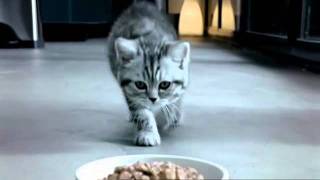 Whiskas Kitten TV Commercial [upl. by Goar]