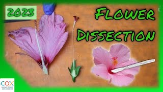 FLOWER DISSECTION Reproduction in Flowering Plants Virtual Lab  Virtual Science Shorts [upl. by Aikahs]