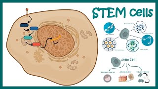 Stem cells  properties metabolism and clinical usage [upl. by Yirinec]