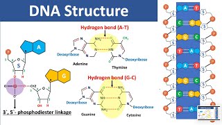 DNA Structure  Biochemistry [upl. by Nyltac113]