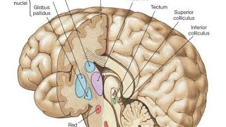 Basal ganglia corpus striatum [upl. by Noivax171]