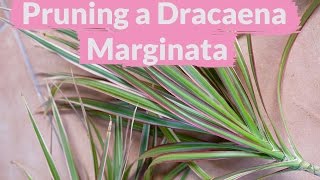 A Dracaena Marginata Needs Pruning How To Do It [upl. by Pease]