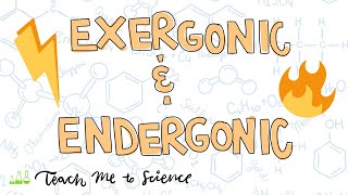 endergonic and exergonic reactions [upl. by Nueoht]