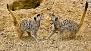 Meerkat Vs Meerkat Deadliest fight  Nat Goe Wild [upl. by Kappenne518]