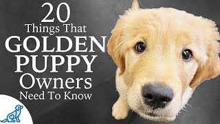 Golden Retriever Puppy First Week Home  Professional Dog Training Tips [upl. by Noryv]