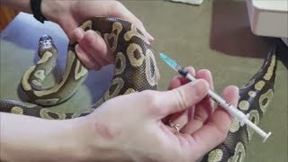 How to Treat Burned Snakes Giving Meds and Injections [upl. by Vivia]