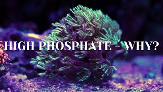 High Phosphates  Explained Why [upl. by Hoskinson840]