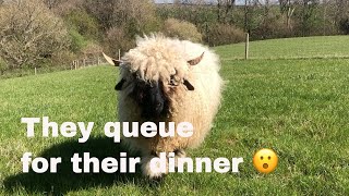 Swiss Valais blacknose sheep  How we feed our small in lamb flock [upl. by Gilcrest]