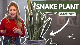 11 Snake Plant Care Tips  What You Need to Know to Grow Sansevieria [upl. by Chasse]