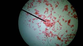 Animal Cells Under a Microscope [upl. by Gentes118]