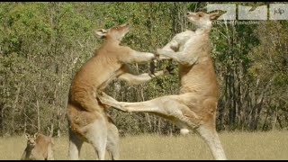 KANGAROO FIGHT [upl. by Nylirek377]