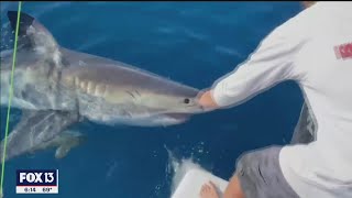 Great white shark bites boat in Gulf waters off Tampa Bay [upl. by Anavi572]